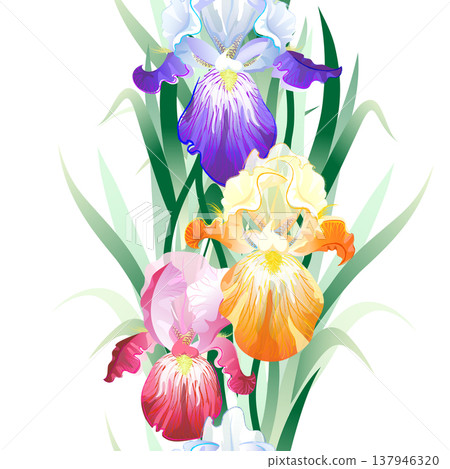 Vector seamless pattern with violet,orange and vinous Iris flowers on the white background 137946320