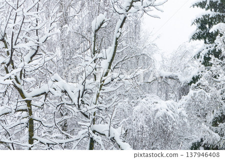 Large trees are covered with snow. Large trees are covered with snow. 137946408