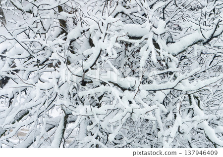 Large trees are covered with snow. Large trees are covered with snow. 137946409