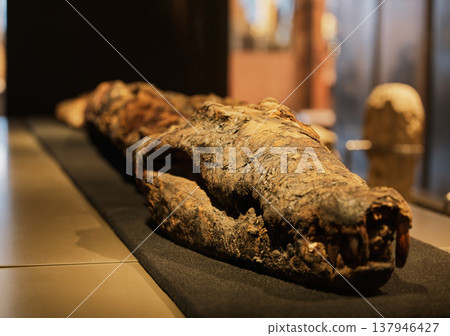 Ancient Egyptian crocodile mummy 137946427