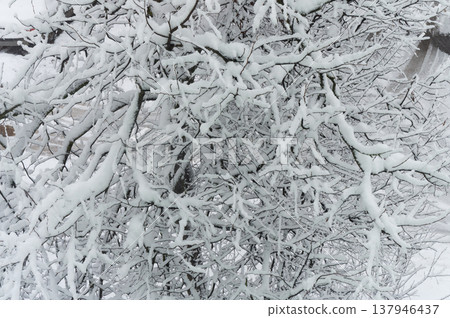 Large trees are covered with snow. Large trees are covered with snow. 137946437
