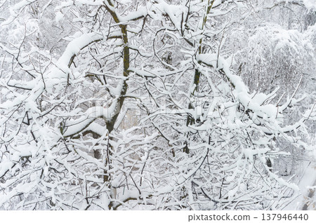 Large trees are covered with snow. Large trees are covered with snow. 137946440