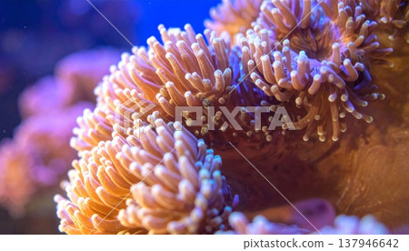 Vibrant Coral Polyps with Soft Tentacles and Complex Patterns in Deep Sea Environment 137946642