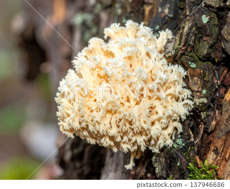 Creamy White Coral Mushroom Growing on Mossy Tree Bark in Sunlight Close Up 137946686