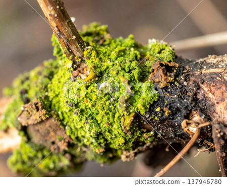 Close Up of Vibrant Green Moss and Lichen Growing on Tree Branch in Daylight 137946780