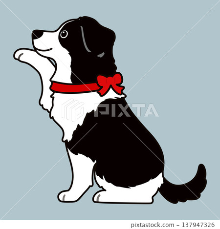 Border Collie giving a paw (with outline) (Red ribbon) Border Collie giving a paw (with outline) (Red ribbon) 137947326