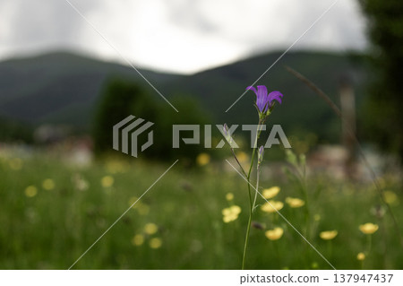 A delicate purple bellflower blooming in the foreground with majestic mountain peaks under a clear sky in the background A delicate purple bellflower blooming in the foreground with majestic mountain peaks under a clear sky in the background 137947437