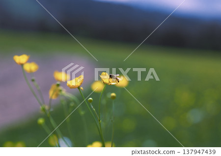 A honey bee sitting on a bright yellow wildflower collecting pollen with a scenic mountain landscape in the blurred background 137947439