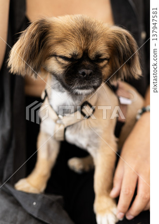 A cute close up of a sleepy pekingese dog dozing in the arms of a person. The dog is relaxed and comfortable with eyes closed and a gentle expression. Ideal for animal companion content A cute close up of a sleepy pekingese dog dozing in the arms of a person. The dog is relaxed and comfortable with eyes closed and a gentle expression. Ideal for animal companion content 137947581