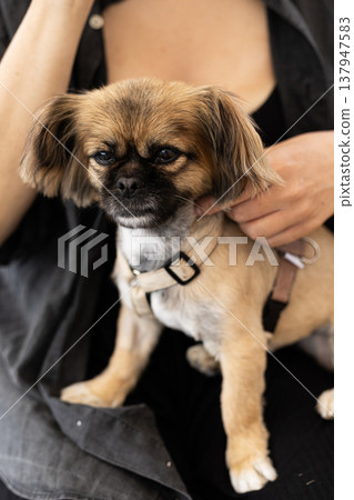 Close up of a pet pekingese dog in the embrace of its owner with a hand visible nearby. The small dog is resting peacefully highlighting the strong bond and comfort between pets and humans Close up of a pet pekingese dog in the embrace of its owner with a hand visible nearby. The small dog is resting peacefully highlighting the strong bond and comfort between pets and humans 137947583