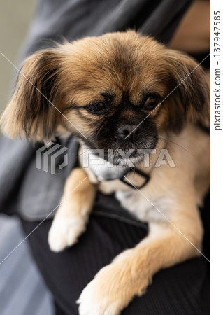 Detailed view of a pekingese dog with a short puppy haircut wearing a light beige harness. The dog is sitting safely and contentedly in its owner's lap with eyes closed. High quality pet portrait Detailed view of a pekingese dog with a short puppy haircut wearing a light beige harness. The dog is sitting safely and contentedly in its owner's lap with eyes closed. High quality pet portrait 137947585