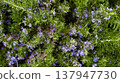 Blooming rosemary plant with delicate purple flowers in natural light 137947730