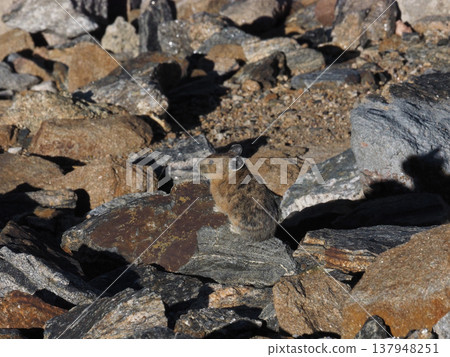 A pika stands on a rocky outcrop, surveying its surroundings. A pika stands on a rocky outcrop, surveying its surroundings. 137948251
