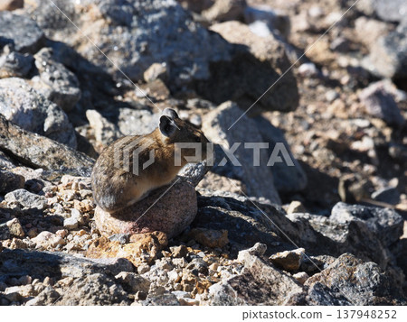 A pika surveys its surroundings from atop a rock. A pika surveys its surroundings from atop a rock. 137948252