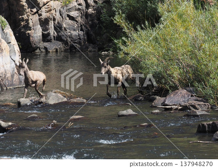 兩隻大角羊正在穿越山谷 兩隻大角羊正在穿越山谷 137948270