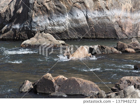 一隻雌性大角羊正在穿越山谷。 一隻雌性大角羊正在穿越山谷。 137948272