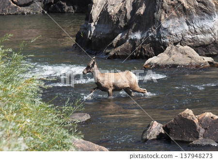 一隻雌性大角羊正在穿越山谷。 137948273