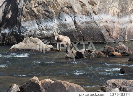 A female bighorn sheep leaping from a rock in the valley. A female bighorn sheep leaping from a rock in the valley. 137948274