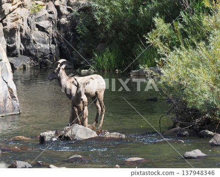 Two bighorn sheep hesitate in the stream of the valley. Two bighorn sheep hesitate in the stream of the valley. 137948346