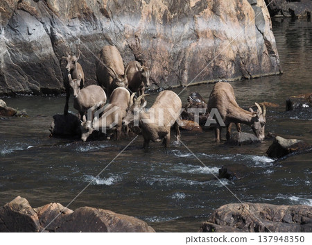 Three pairs of bighorn sheep, a family, search for a route across the gorge. Three pairs of bighorn sheep, a family, search for a route across the gorge. 137948350