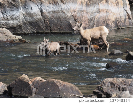A mother and baby bighorn sheep carefully walk across the river. A mother and baby bighorn sheep carefully walk across the river. 137948354