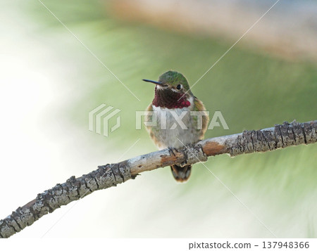 棲息在樹枝上的雄性寬尾幽默 棲息在樹枝上的雄性寬尾幽默 137948366
