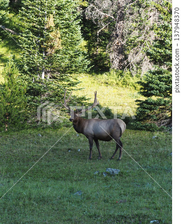 A male elk stands majestically in a grassland with a forest in the background. A male elk stands majestically in a grassland with a forest in the background. 137948370