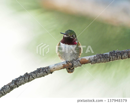 Male broad-tailed humor perching on a branch 137948379