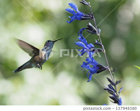 A broad-tailed hummingbird hovering towards a blue salvia flower. A broad-tailed hummingbird hovering towards a blue salvia flower. 137948380