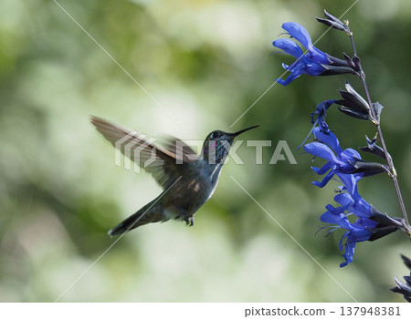 A broad-tailed hummingbird hovering in front of blue flowers. A broad-tailed hummingbird hovering in front of blue flowers. 137948381