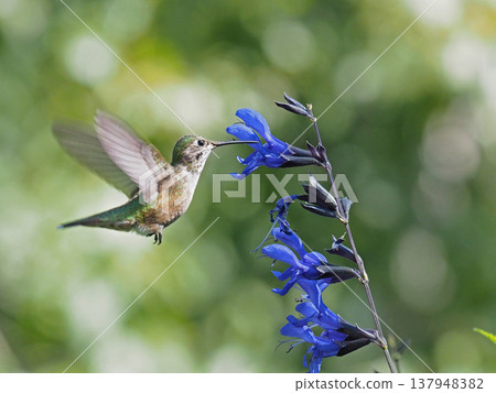 A broad-tailed hummingbird sipping nectar from a blue salvia flower. A broad-tailed hummingbird sipping nectar from a blue salvia flower. 137948382