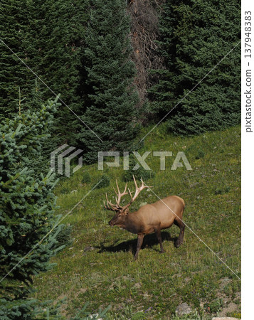 A magnificent elk with impressive antlers descends the slope. A magnificent elk with impressive antlers descends the slope. 137948383