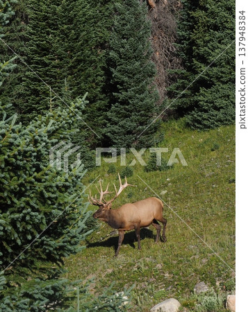 A magnificent elk with impressive antlers enters the forest. A magnificent elk with impressive antlers enters the forest. 137948384