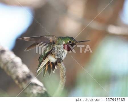 A male broad-tailed hummingbird stretching while perched on a branch. A male broad-tailed hummingbird stretching while perched on a branch. 137948385