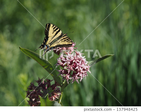A beautiful swallowtail butterfly perched on a pink Asclepias curassavica flower. A beautiful swallowtail butterfly perched on a pink Asclepias curassavica flower. 137948425