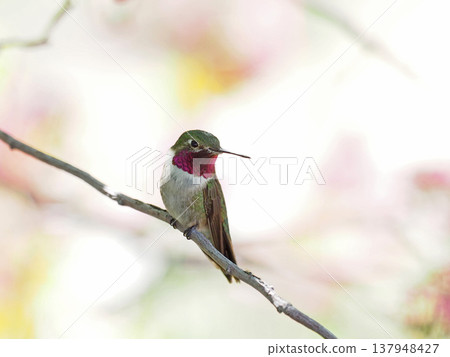 An adorable male broad-tailed hummingbird perched on a branch. 137948427