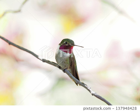 A hummingbird with a bright pink throat perched on a branch. 137948428
