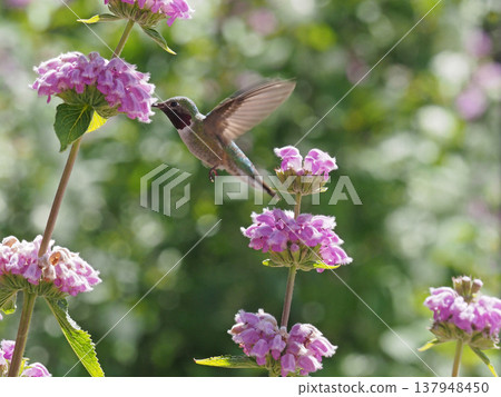 一隻雄性寬尾蜂鳥正在粉紅色的花朵上吸食花蜜。 137948450