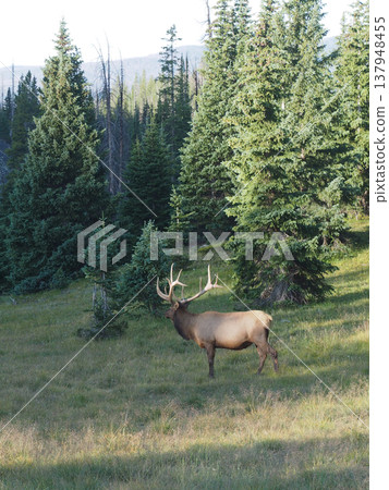 A large male elk stops in a mountain plain. A large male elk stops in a mountain plain. 137948455