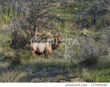 A magnificent elk with impressive antlers stands on a slope after a wildfire. A magnificent elk with impressive antlers stands on a slope after a wildfire. 137948496