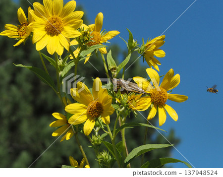 A cheerful yellow helianthus flower, perfect for summer, and a grasshopper perched on it. A cheerful yellow helianthus flower, perfect for summer, and a grasshopper perched on it. 137948524