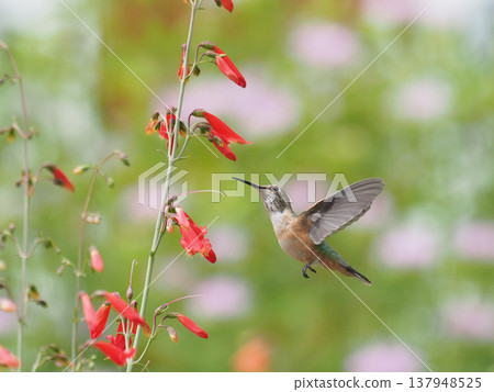 A broad-tailed hummingbird flies while looking at the orange penstemon flowers. A broad-tailed hummingbird flies while looking at the orange penstemon flowers. 137948525