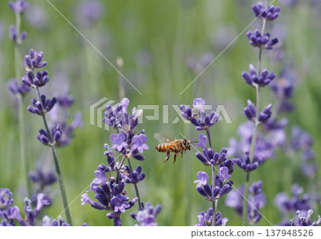 A bee flying through a field of purple lavender A bee flying through a field of purple lavender 137948526