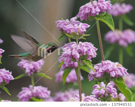 A male broad-tailed hummingbird sipping nectar from a pink Phlomistuberosa flower. A male broad-tailed hummingbird sipping nectar from a pink Phlomistuberosa flower. 137948531