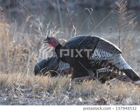 一隻羽毛漂亮的雌火雞沿著河岸漫步。 一隻羽毛漂亮的雌火雞沿著河岸漫步。 137948532