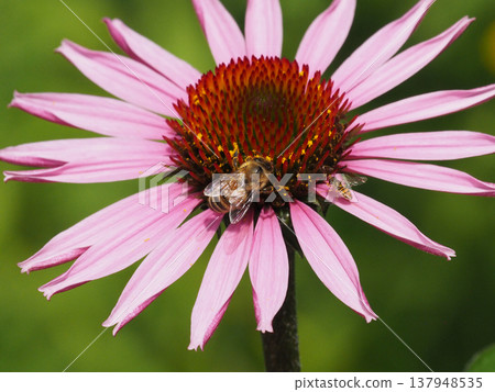 Honeybees and bumblebees feeding on the nectar of echinacea flowers. 137948535