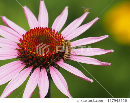 A bee sipping nectar from a pink echinacea flower. 137948536