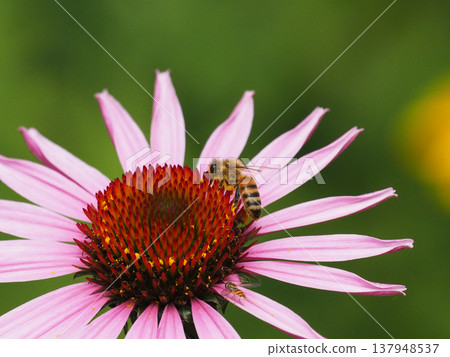 A bee sipping nectar from a pink echinacea flower. A bee sipping nectar from a pink echinacea flower. 137948537