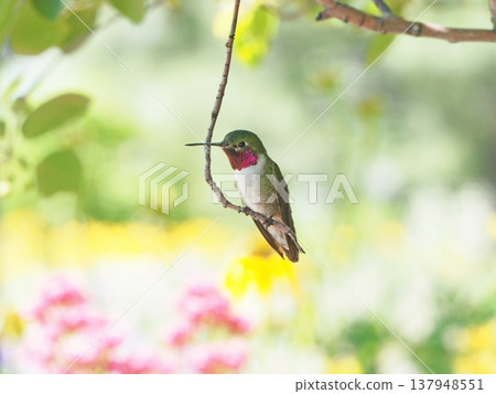A male broad-tailed hummingbird perched on a branch. 137948551