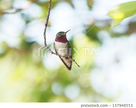 A male broad-tailed hummingbird perched on a branch. 137948553
